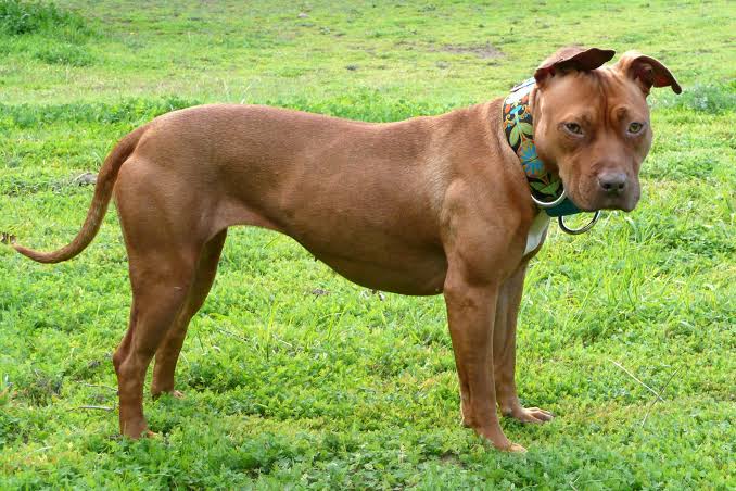 Leia mais sobre o artigo Pit bulls atacam morador em condomínio no bairro de patamares