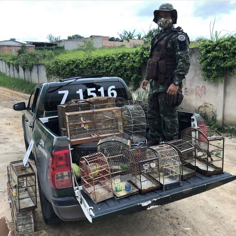 Leia mais sobre o artigo EUNÁPOLIS: Polícia Ambiental faz apreensão de aves